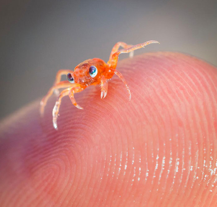 Adorable Baby Crab
