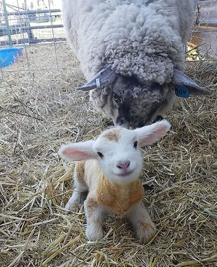 A Cute Newborn Lamb