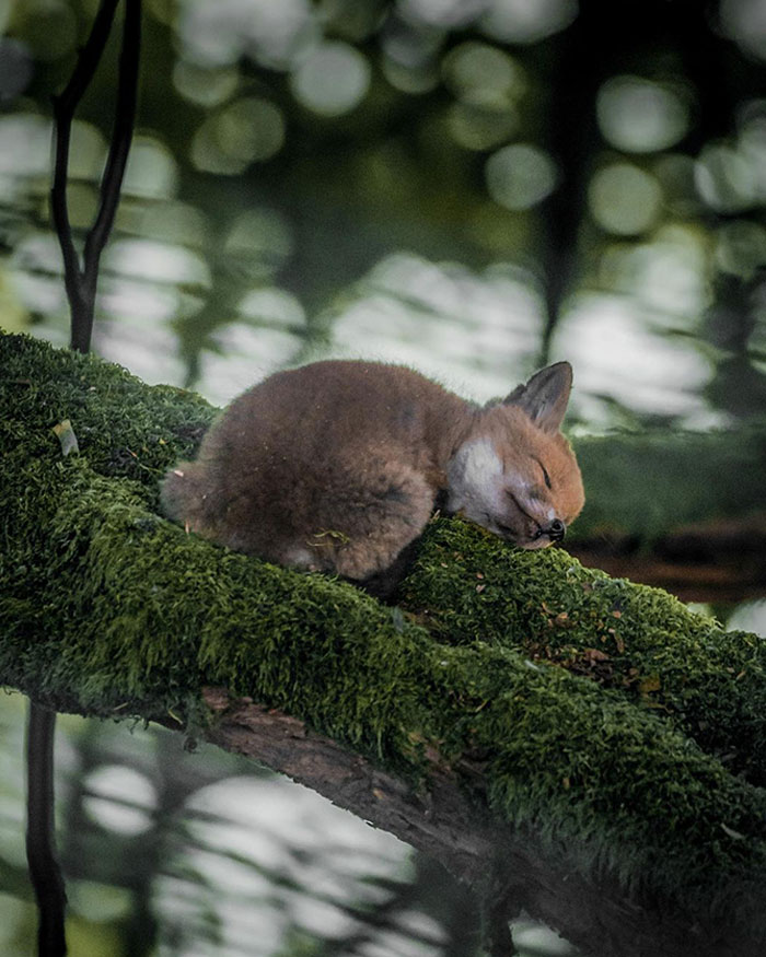 Baby Fox Taking A Nap