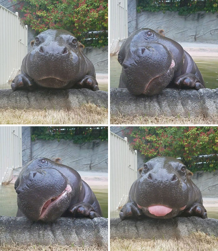 Un hipopótamo bebé