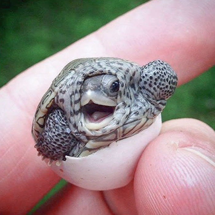 A Baby Turtle Coming Out From The Egg