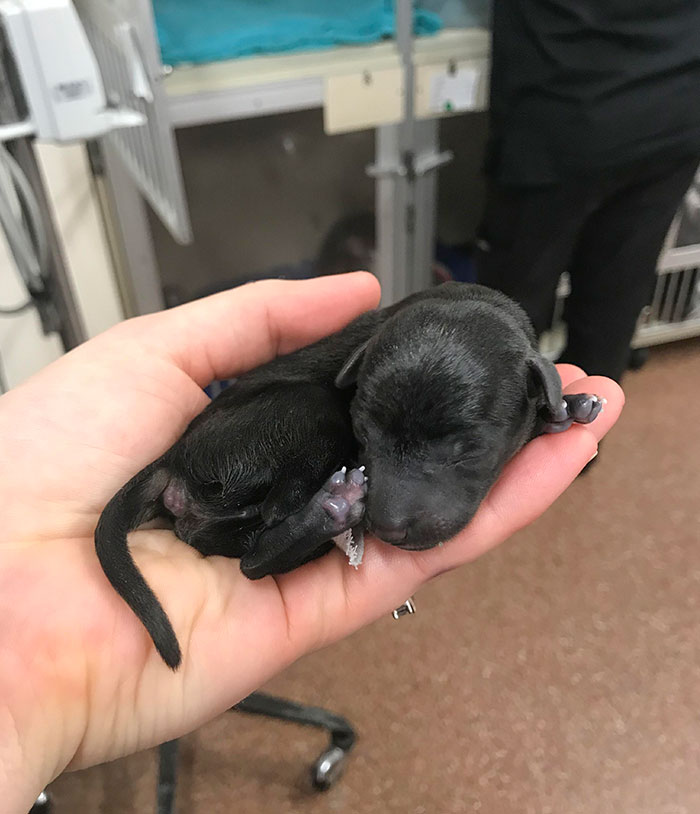 Favorite Part About My Job? Newborn Puppies