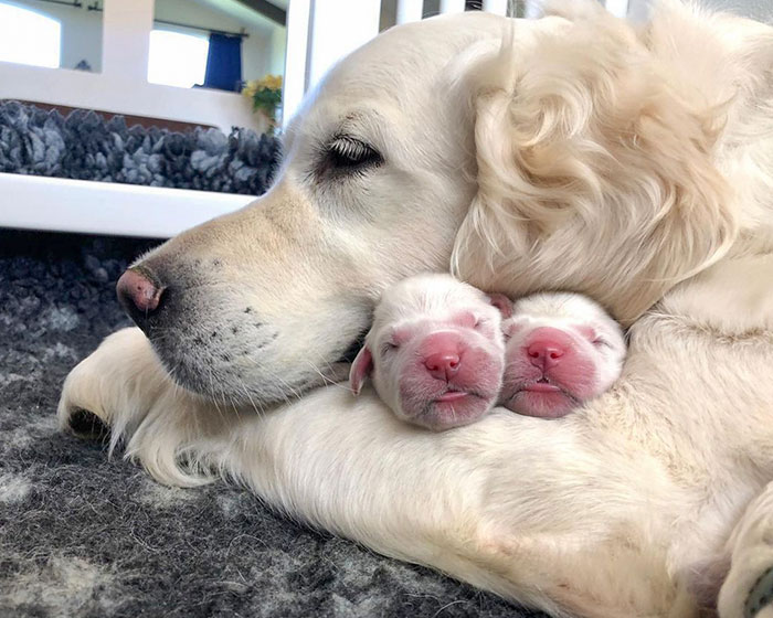 One-Day-Old Puppies Tucked In Safe With Mama - So Beautiful
