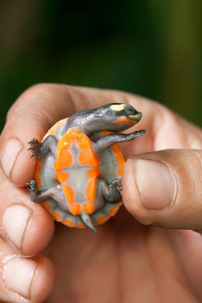 Baby Red-Bellied Short-Necked Turtle Has Moves