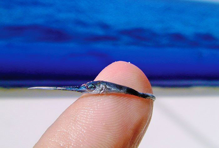 Baby Swordfish. This Little Guy Can Grow Over 1000 Lbs