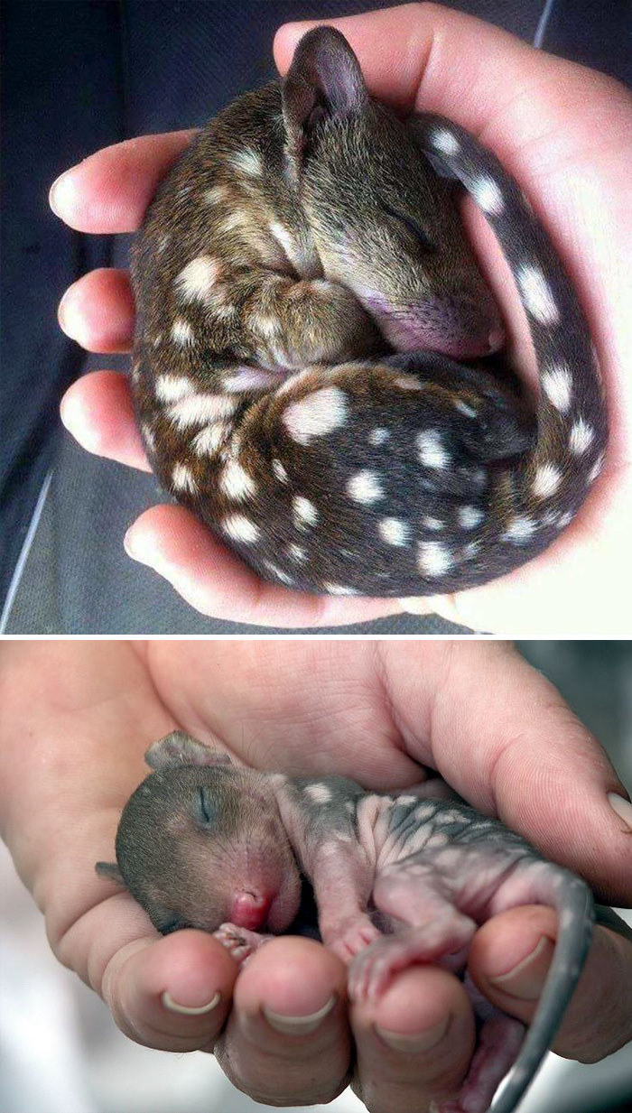 The Quoll, A Carnivorous Marsupial From Australia/New Guinea As A Baby