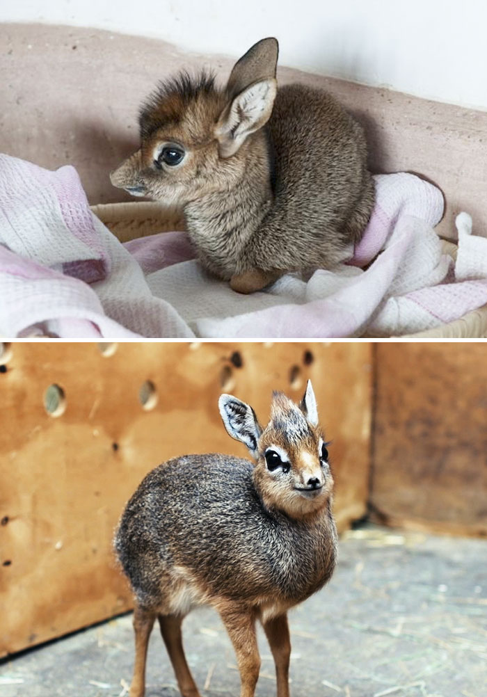 Baby Dik-Dik’s One Of The Smallest And Most Adorable Animals On The Earth