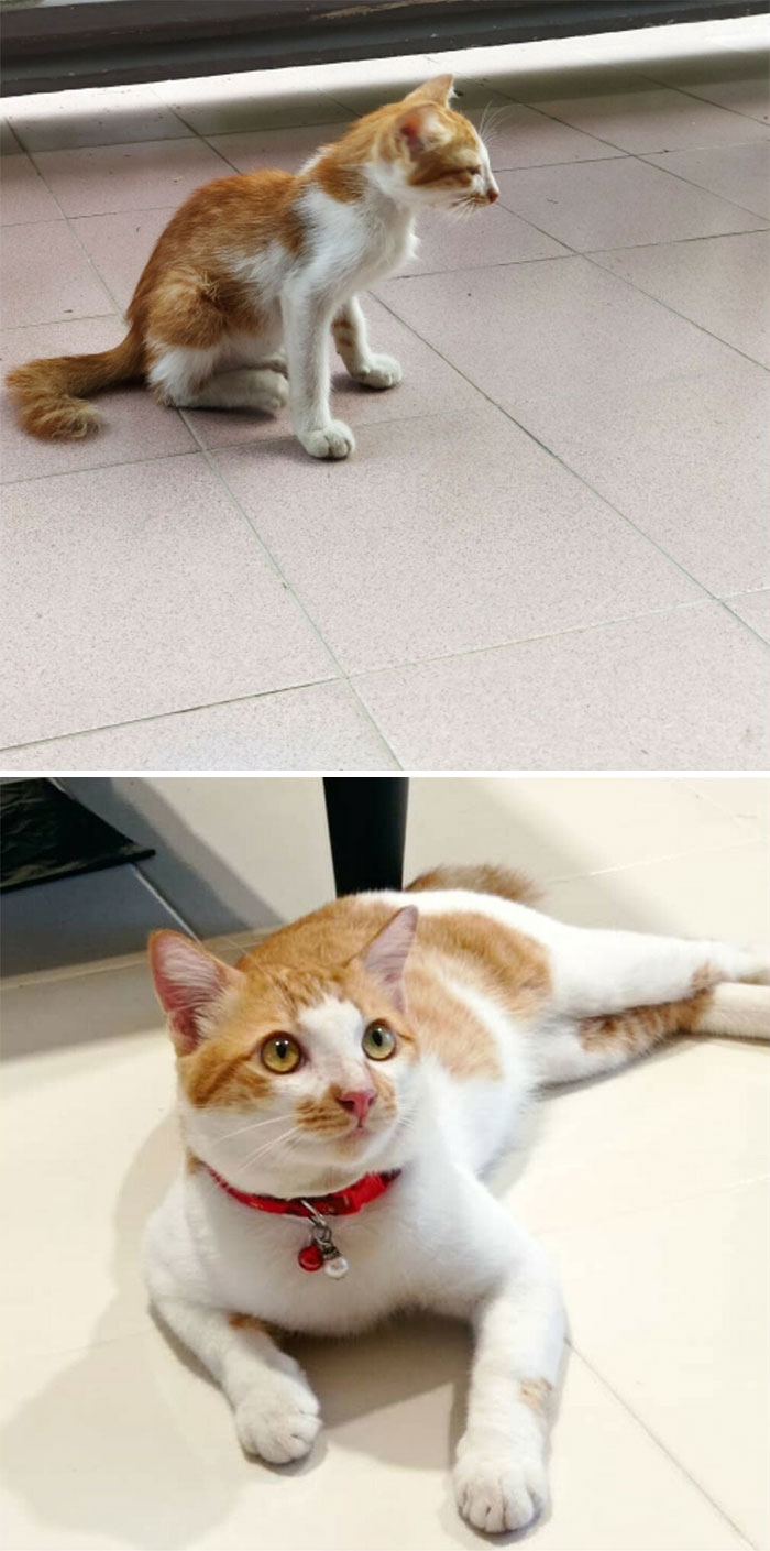 My Cat, Ringo, Before And 1 Year Later After Adoption