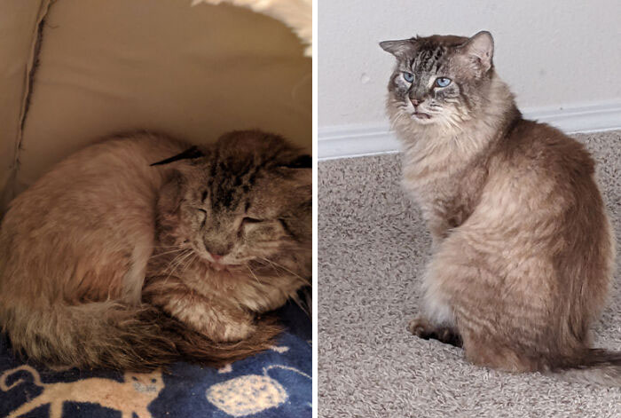 This Poor 10 Y/O Little Man Took A Year To Go From Brutalized To Healthy And Active