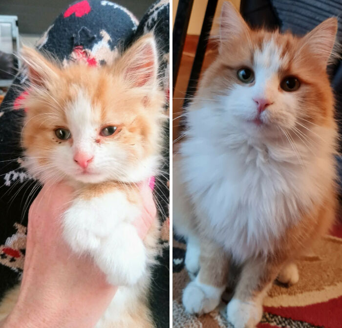 Mi bebé Tom. El día que lo encontré y cómo está ahora, 18 meses después. ¡Creció hasta convertirse en un gato muy apuesto!