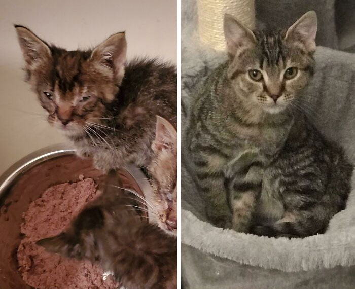 Helen Was Found At 5 Weeks Old, Underweight, Flea-Ridden And Full Of Parasites. She's Now 4 Months Old, And Ready For Adoption!