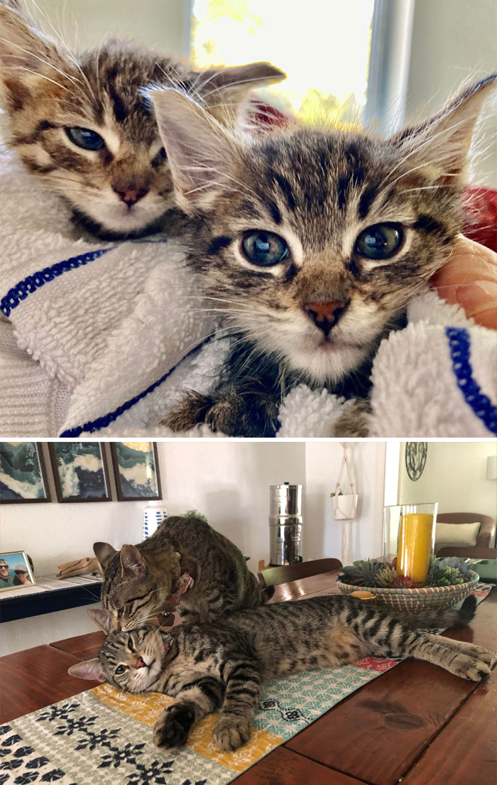 Just A Couple Of Foster Fails. So Glad We Kept Them Together!