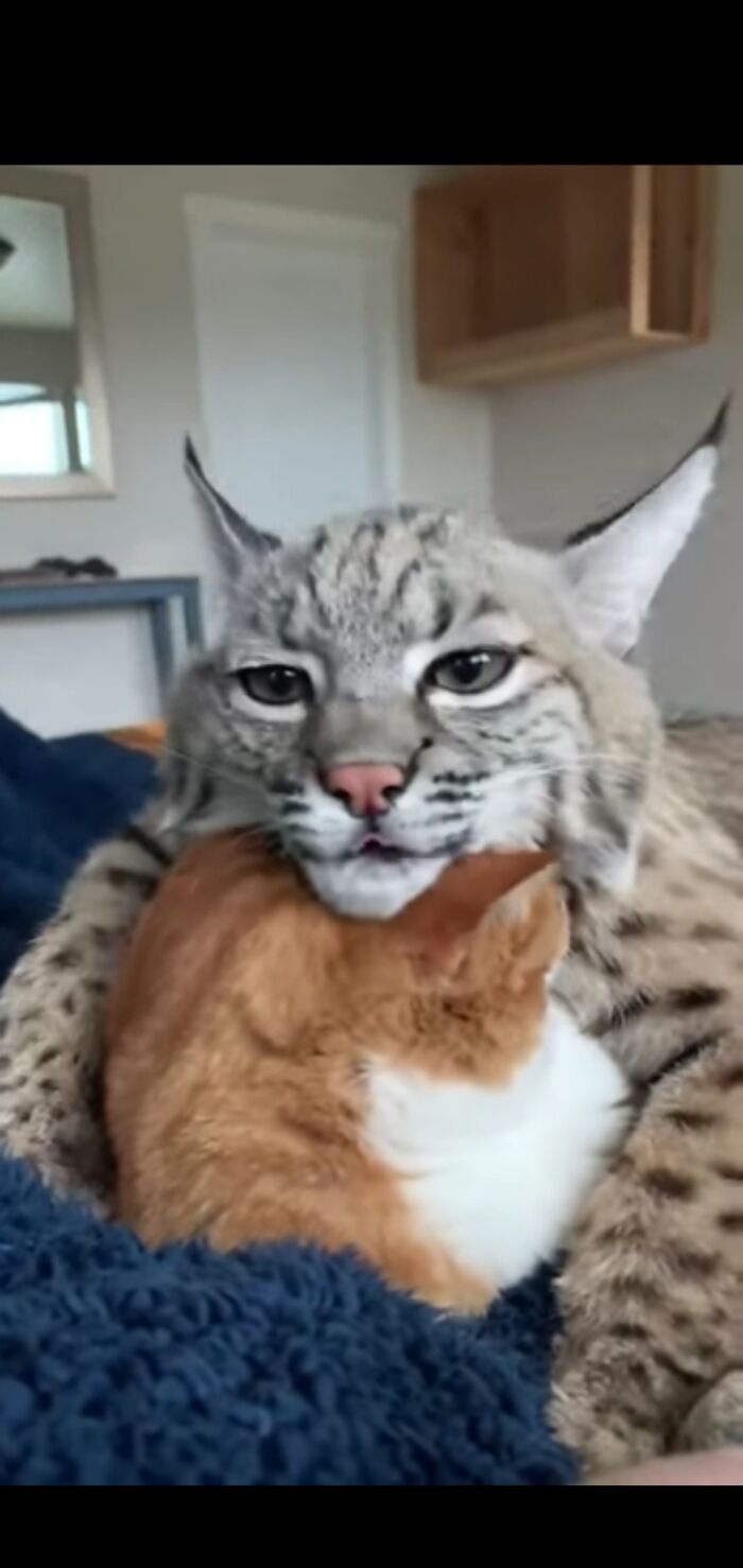 Bobcat Hugs His Housecat. 💕 (Very Positive - Gets Me In The Feels.)