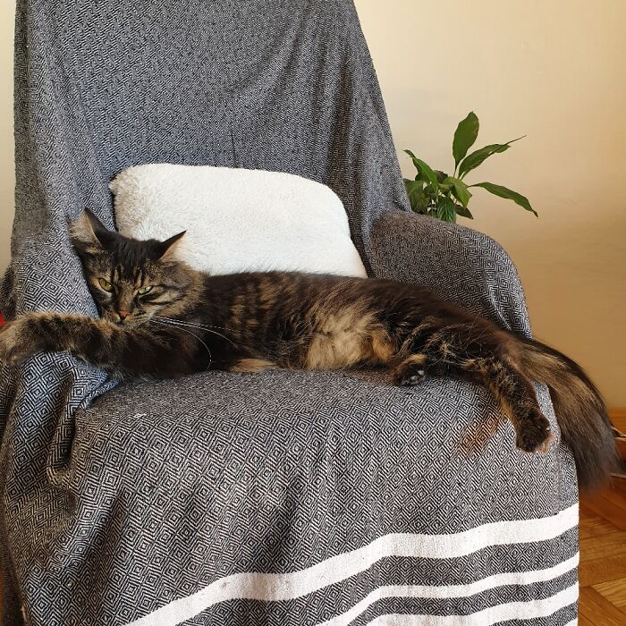 Fredo Sleeping In My Chair