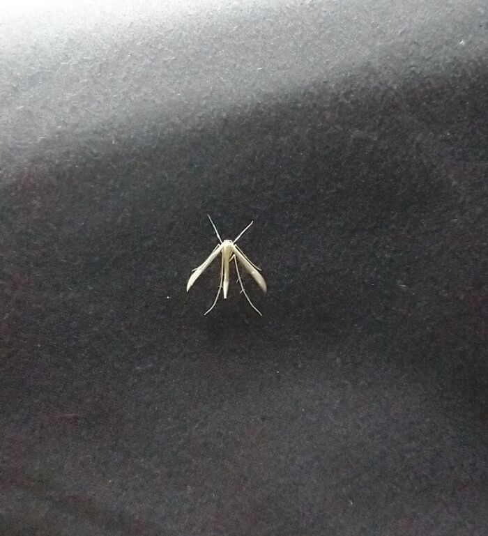 Found This Cute Little Thing Hanging Out On A Pillow.
