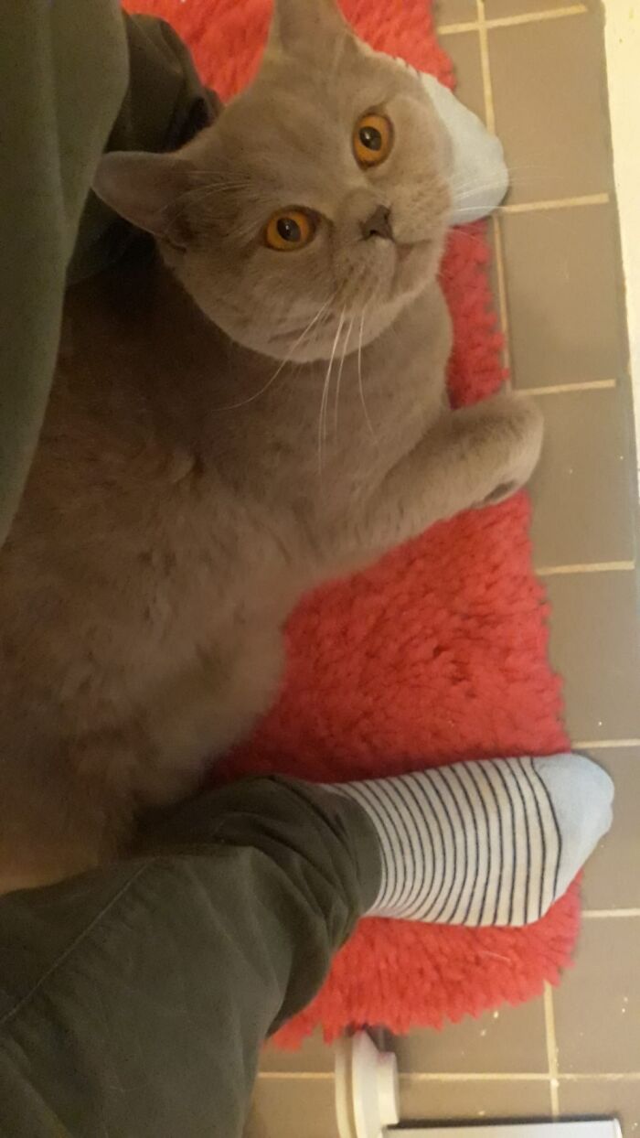 Where Are My Toilet Cuddles, Hooman?