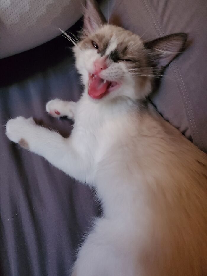Mid Yawn. 🥱