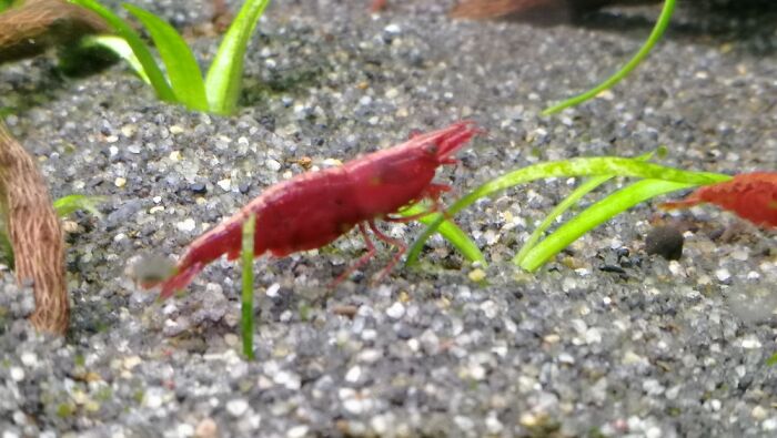 Under Water Bug ❤️ Neocardina Shrimp
