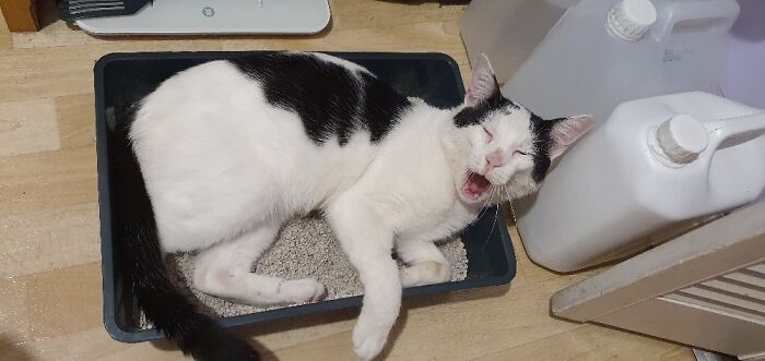 Our Boy, Post Anesthetic, Lying In His Litter Tray And Tripping Out.