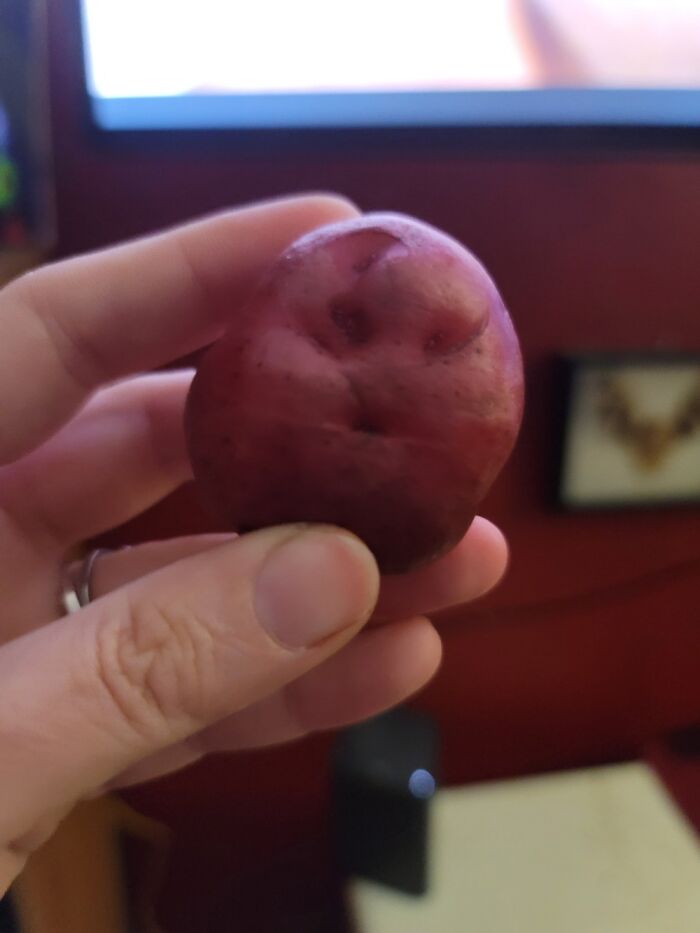 Baby Red Potato
