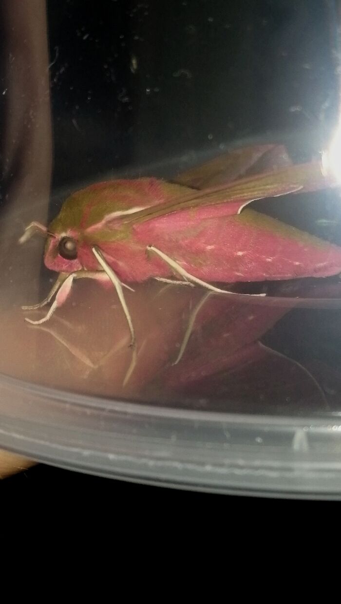This Elephant Hawk Moth That I Rescued From My Kitchen 😍