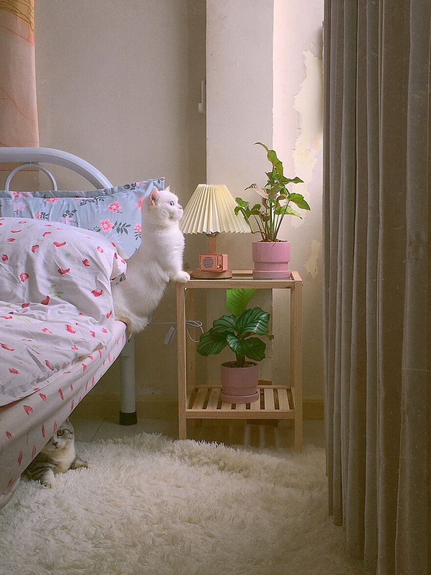 My Cat's Morning