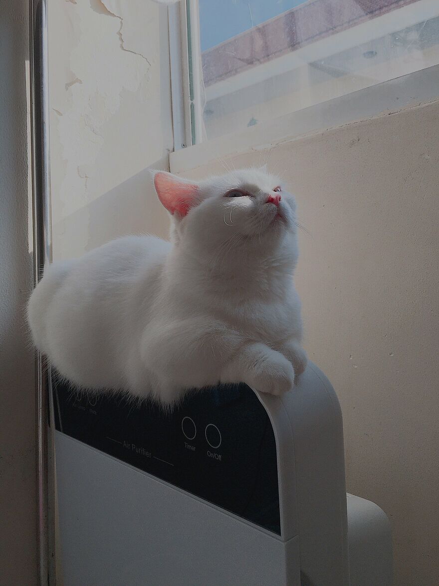 My Cat's Morning