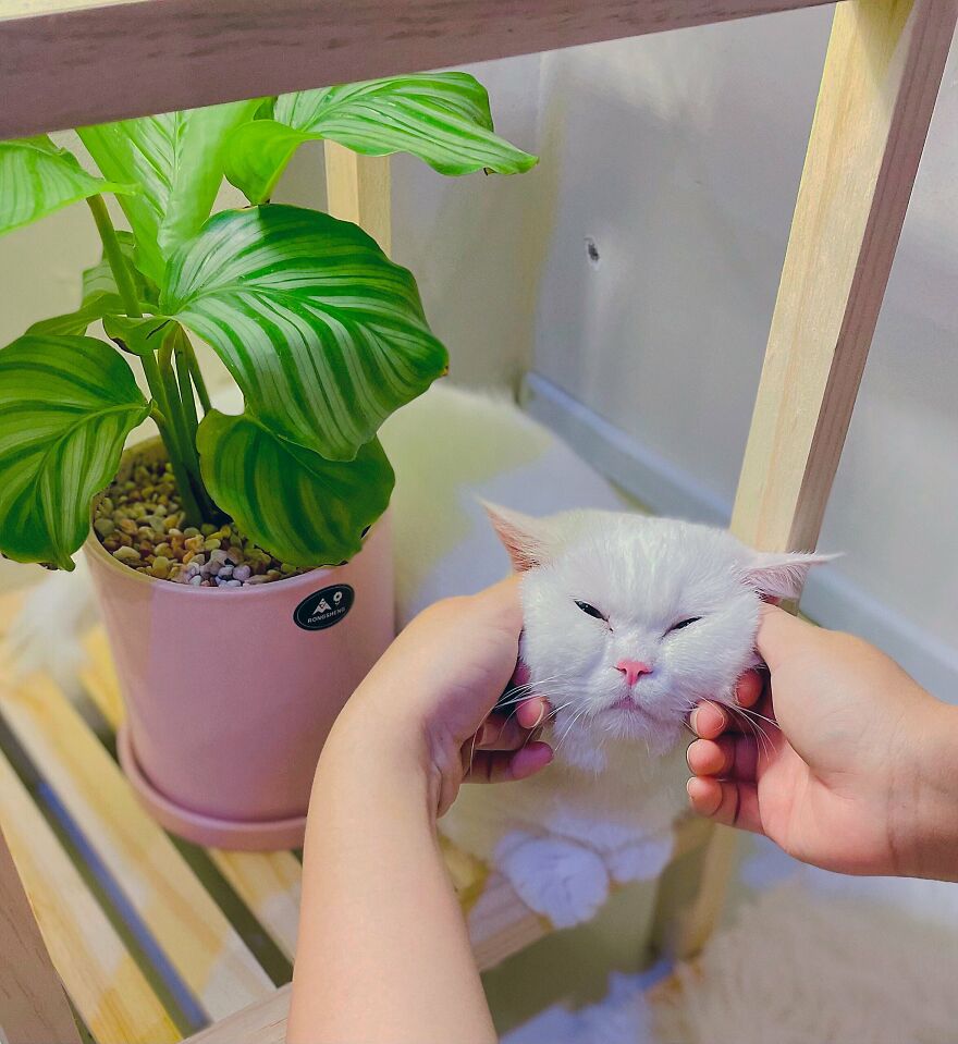 My Cat's Morning