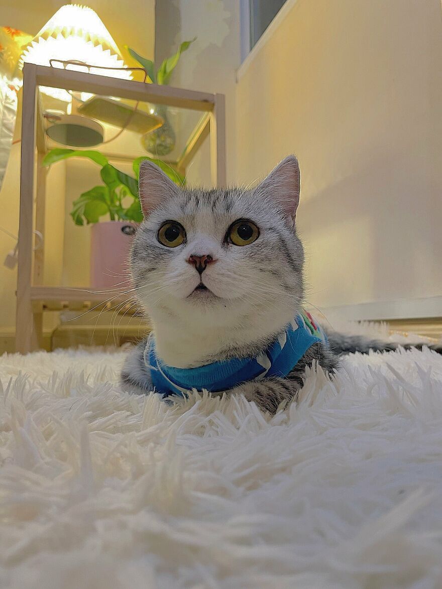 My Cat's Morning