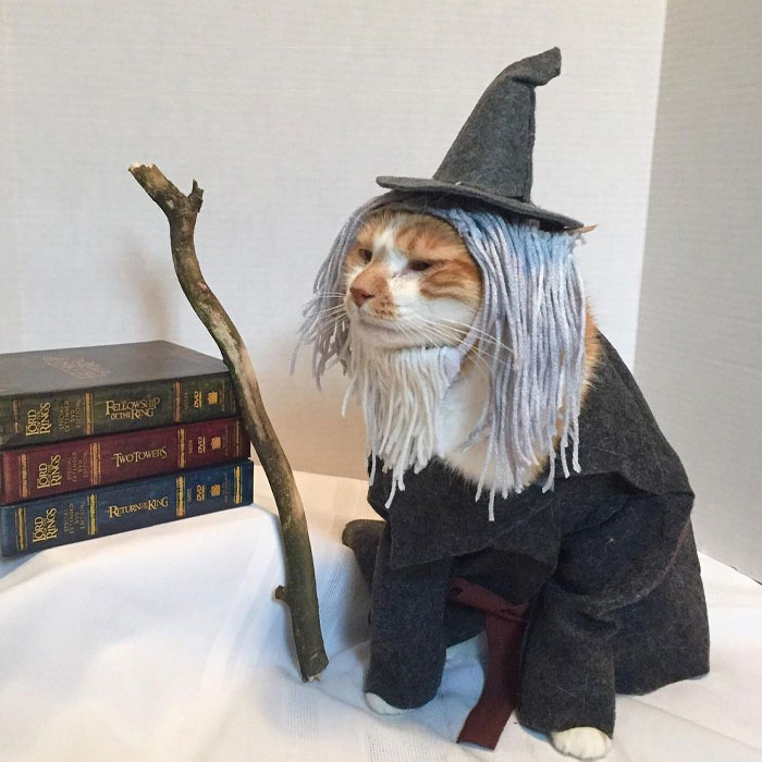This Library Attracts The Public By Dressing Up One Librarian’s Cat As Literary And Movie Icons (100 Pics)