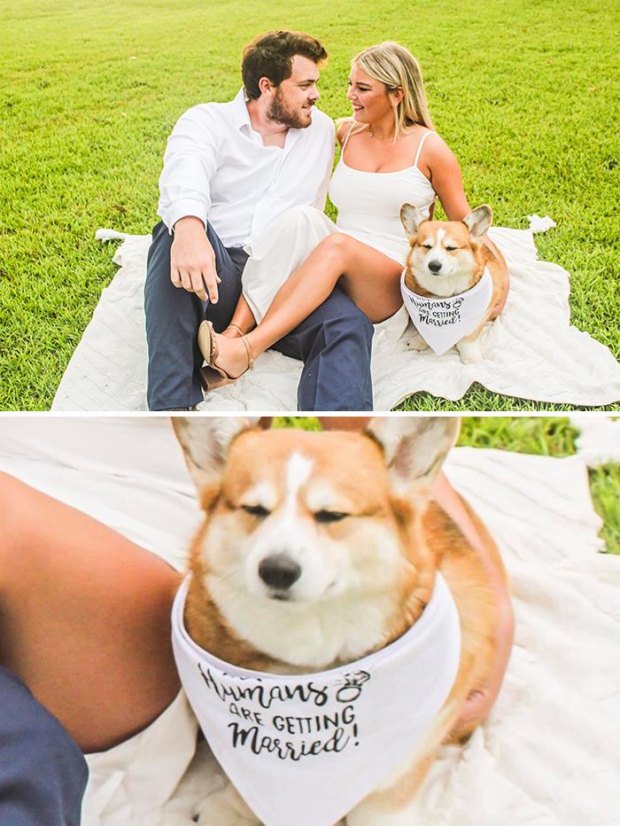 How Seeley Really Feels About His Humans Getting Married…