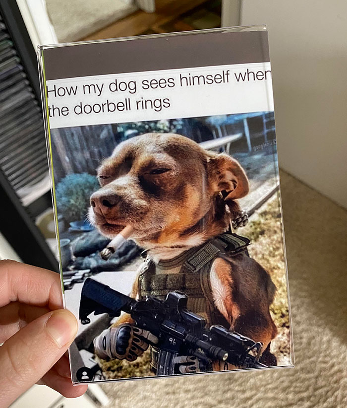 My Grandpa’s Friend Sent Him This Picture And My Grandpa Decided To Print And Frame It, Thinking That It Was His Friends Dog
