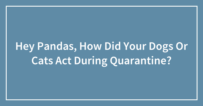 Hey Pandas, How Did Your Dogs Or Cats Act During Quarantine? (Closed)