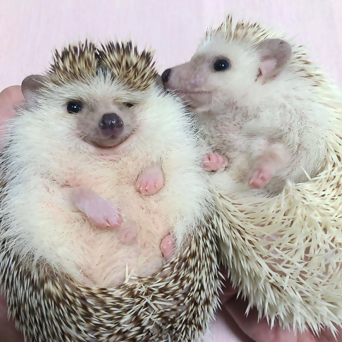 The First Hedgehogs I Raised