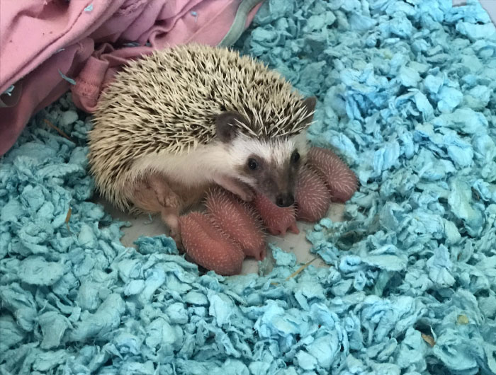My Hedgehog Had Babies Last Night & They Are About The Cutest Lil Nutsacks I've Ever Seen