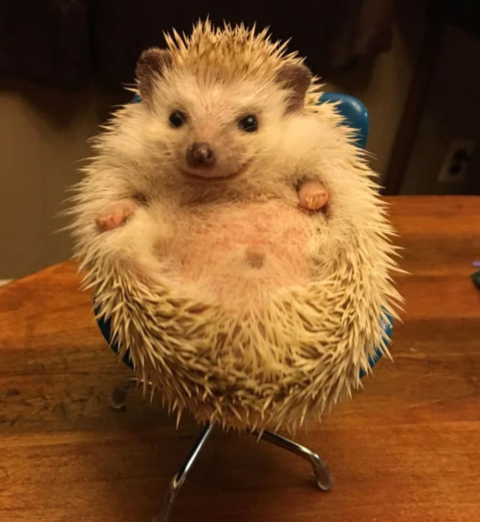 I Bought My Hedgehog A Tiny Chair