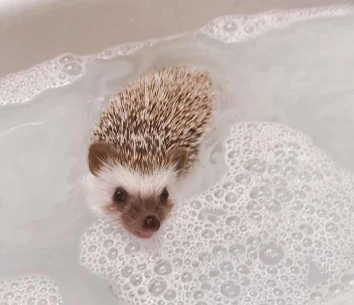 Toastie Tuesday - Blup In The Bath