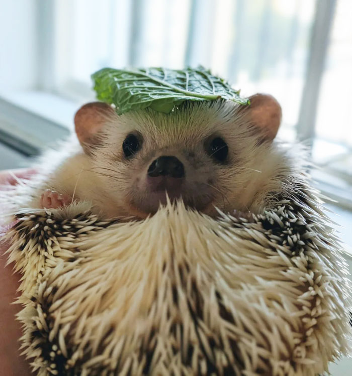 I Bought Mint Leaves For Her, And She Ignored It. So, I Put It On Her Head, And She Looked Like A Prickly Totoro