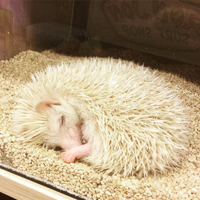 A Sleeping Hedgehog