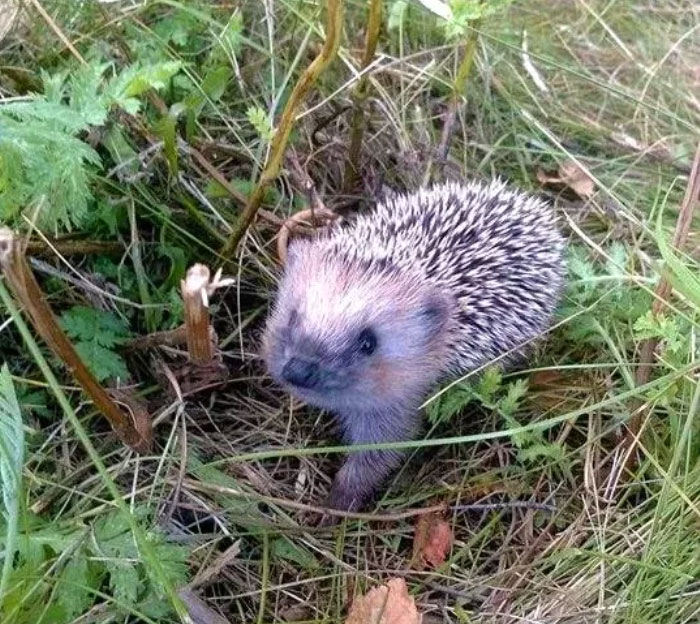 Found This Curious Hedgehog In The Yard