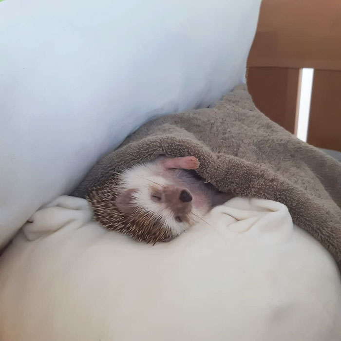 The Best Hedgehog Picture