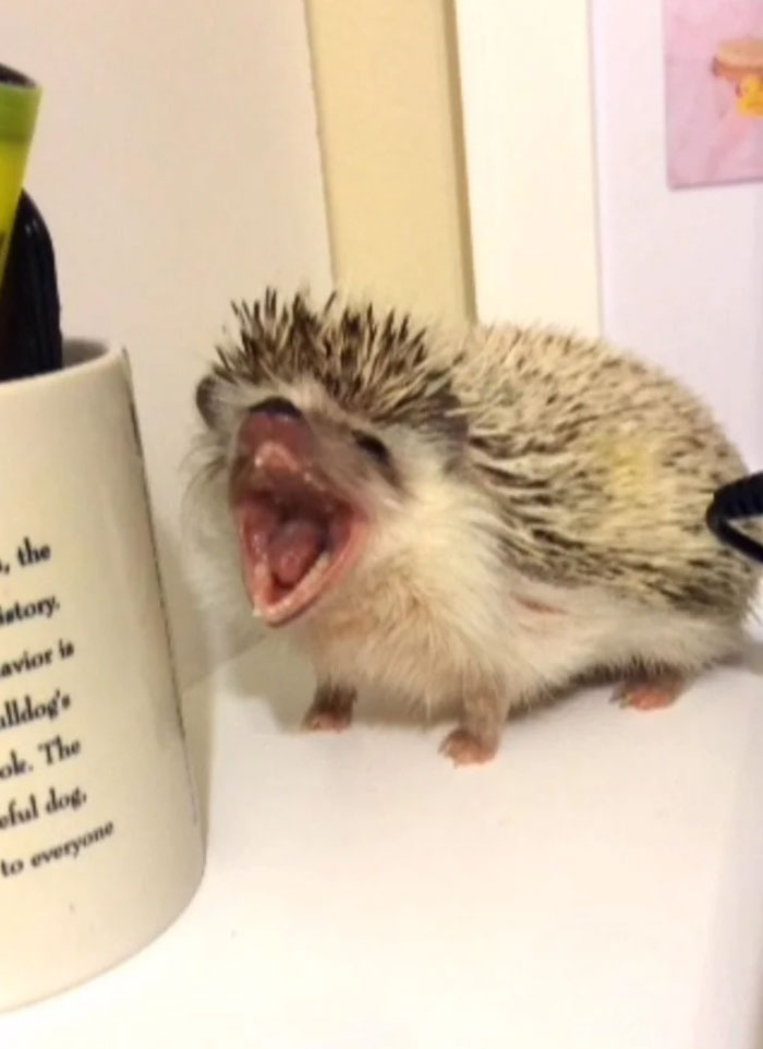 Got A Picture Of My Hedgehog Mid Yawn