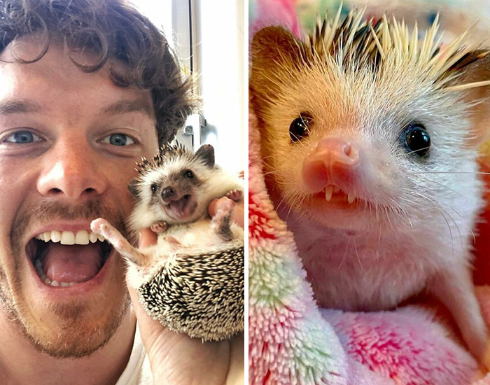 50 Pictures From Pet Hedgehogs’ Daily Lives, From Gardening To Getting Belly Rubs