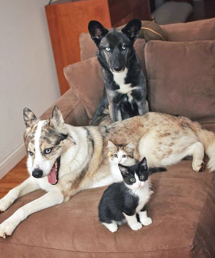 My Friend's Two Husky Mixes, With Their Color-Coordinated Kitten Look-Alikes. The Aww Factor Is Off The Charts