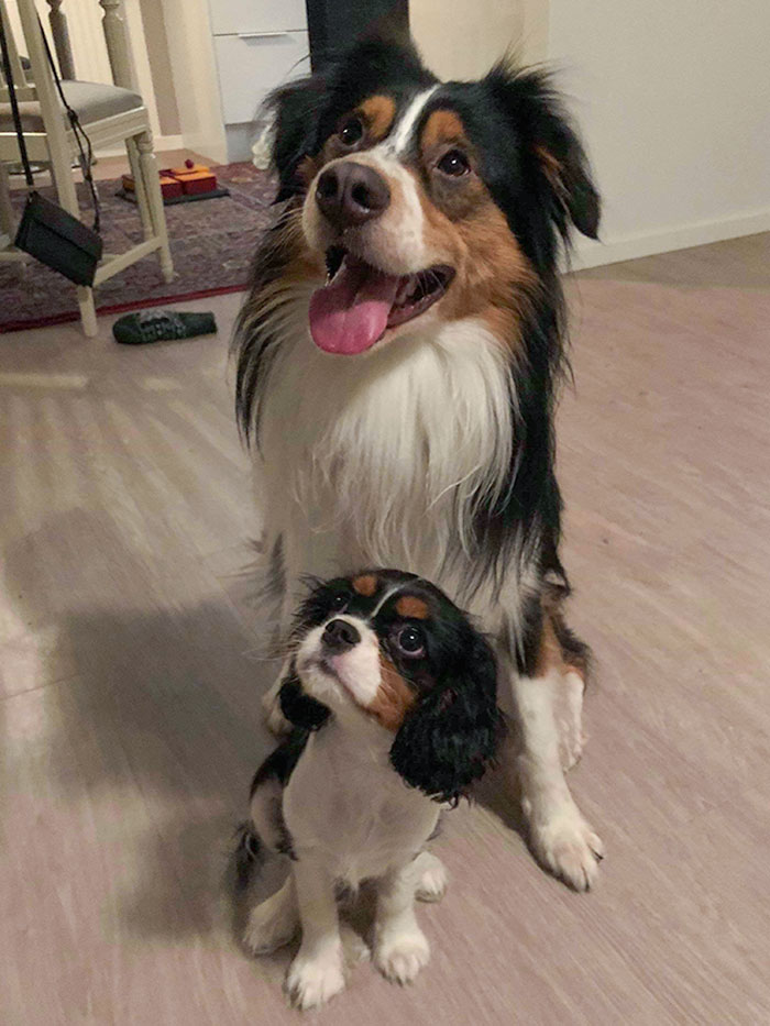 Mi perro y su gemelo en forma de cachorro