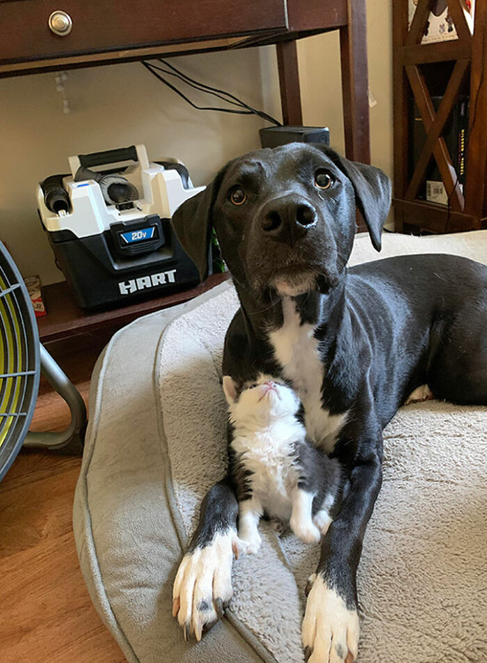 A Rare Pupper And A Matching Mini-Pupper