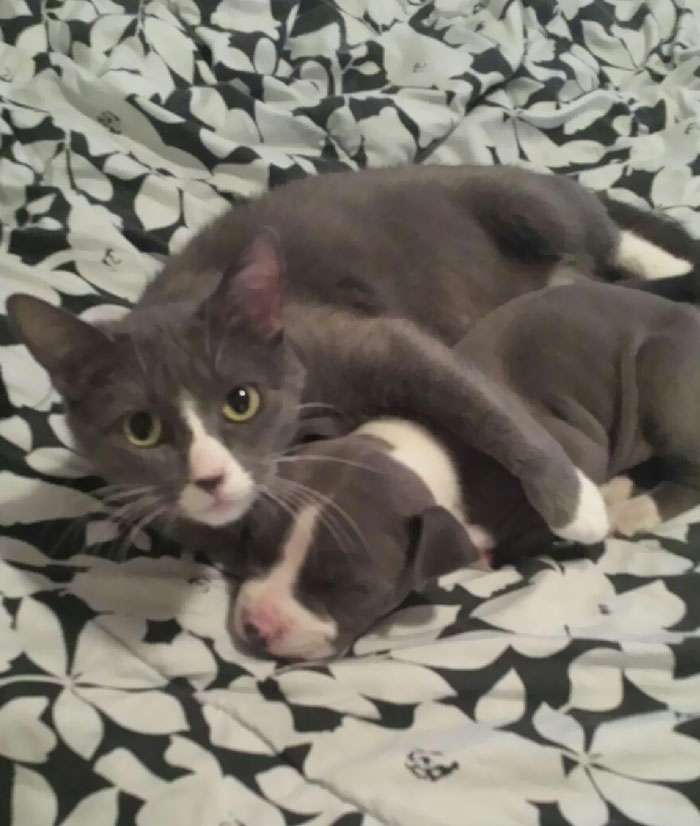 Her New Kitten Is Odd, But She Still Loves Her