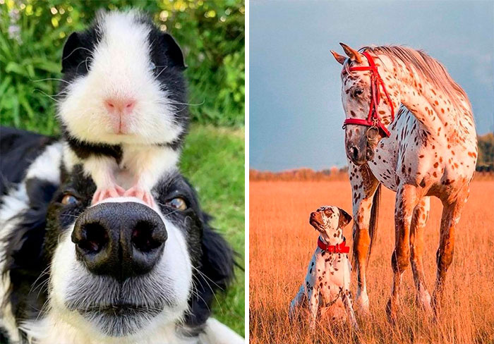 50 Adorable Animals Who Have Brothers From Other Mothers