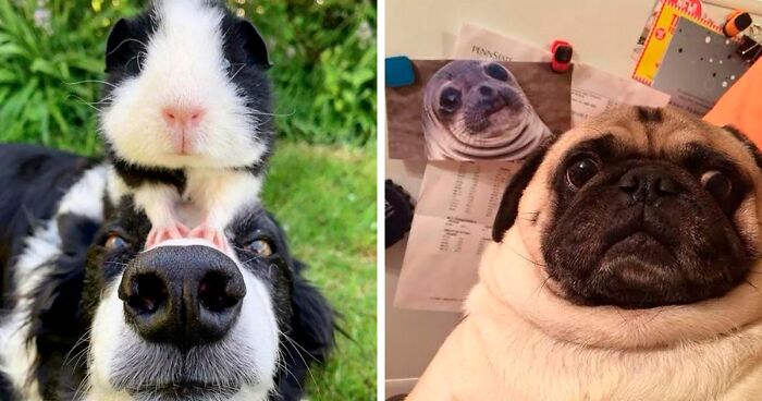 97 Adorable Animals Who Have Brothers From Other Mothers
