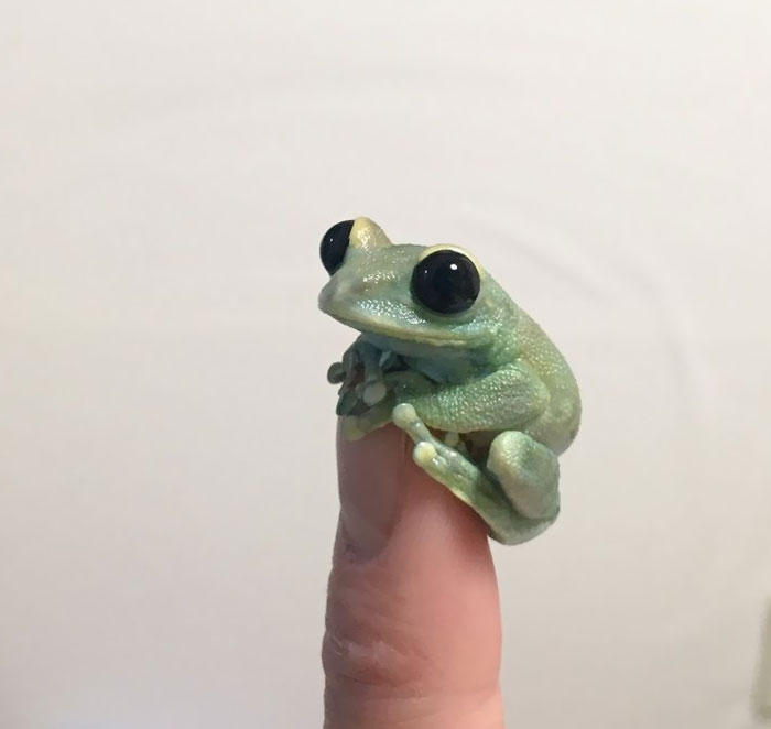 This Very Tiny Frog